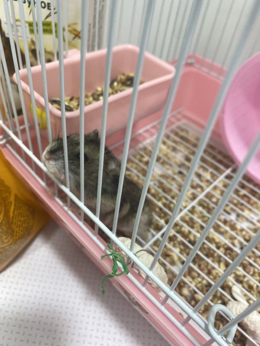 Джунгарский хомячок