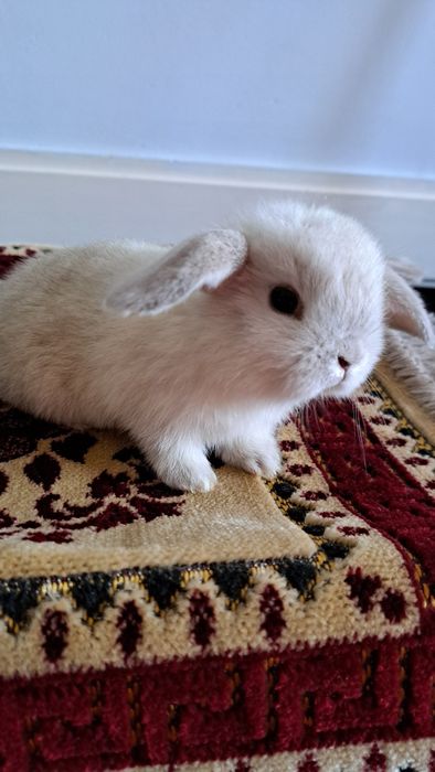 Кролик декративный