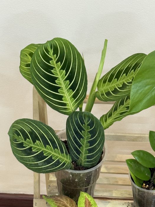 Наборы из 6 цветов