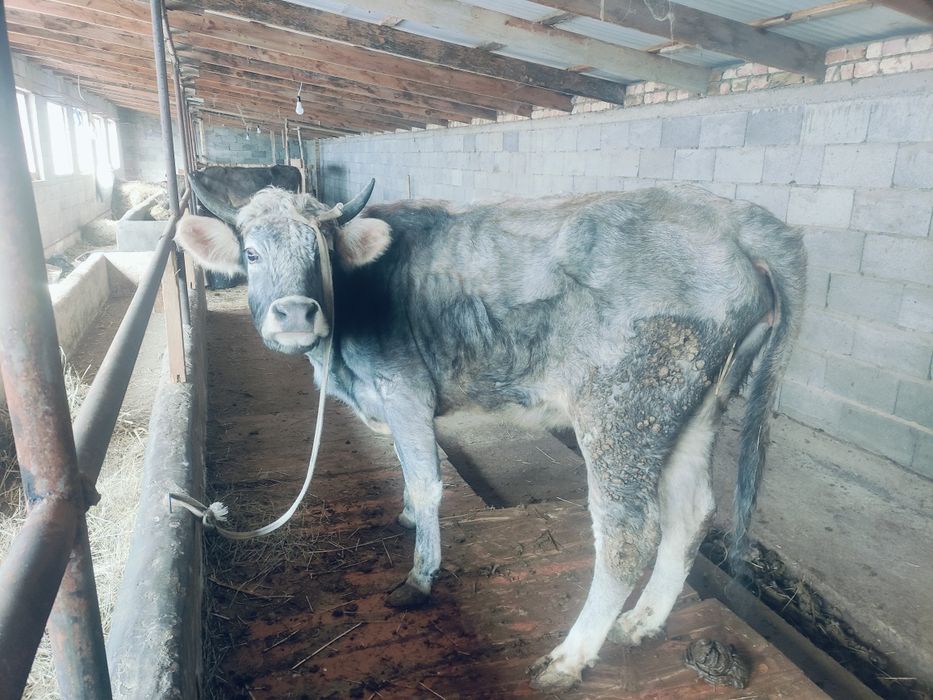 Корова, сиыр 1туған