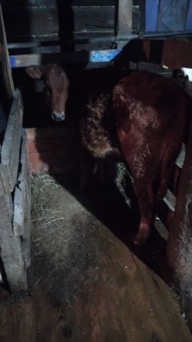 Продаются телята