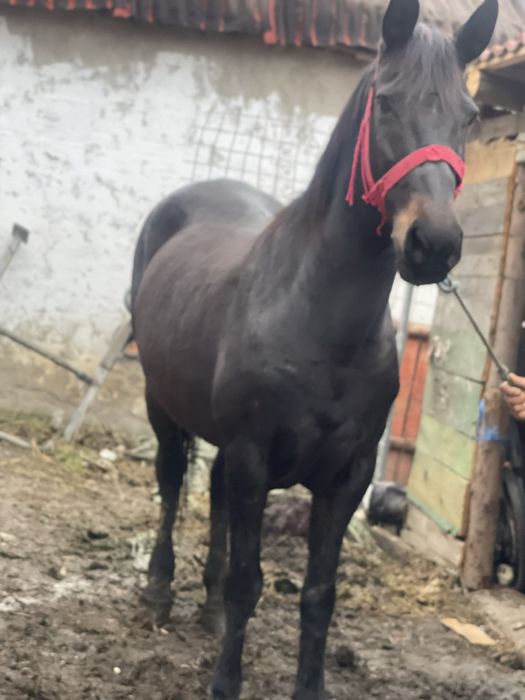 Vand iapa de 10 ani !