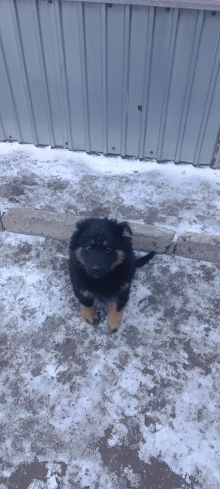 Отдам щенка в добрые руки