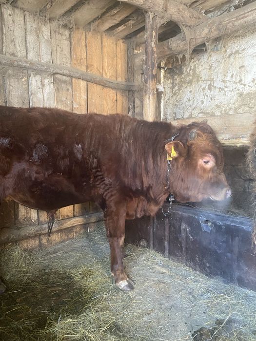 Продам быка на мясо