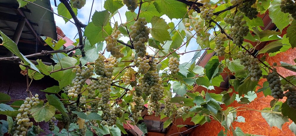 Struguri de vânzare