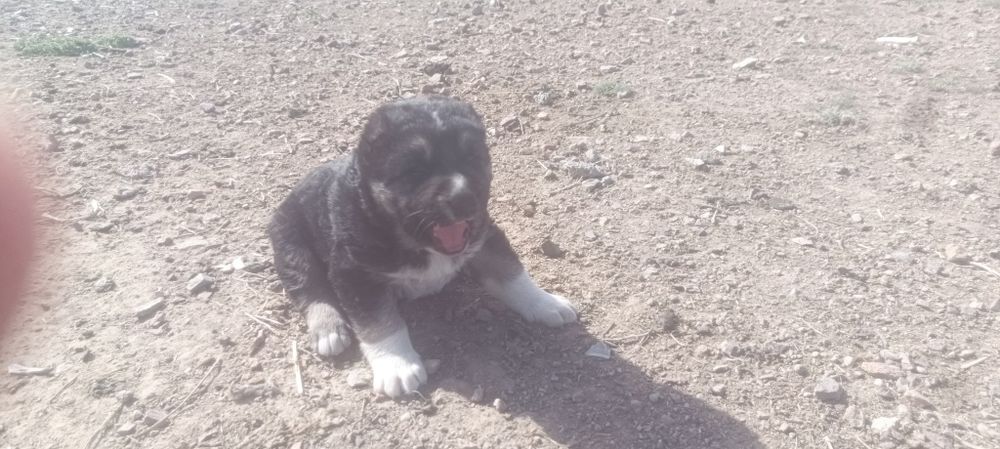 Продаются щенки алабай