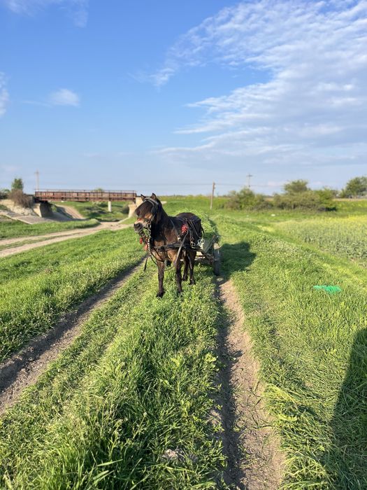 Poneiță de vînzare