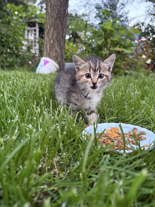 Котята девочки срочно ищут дом!