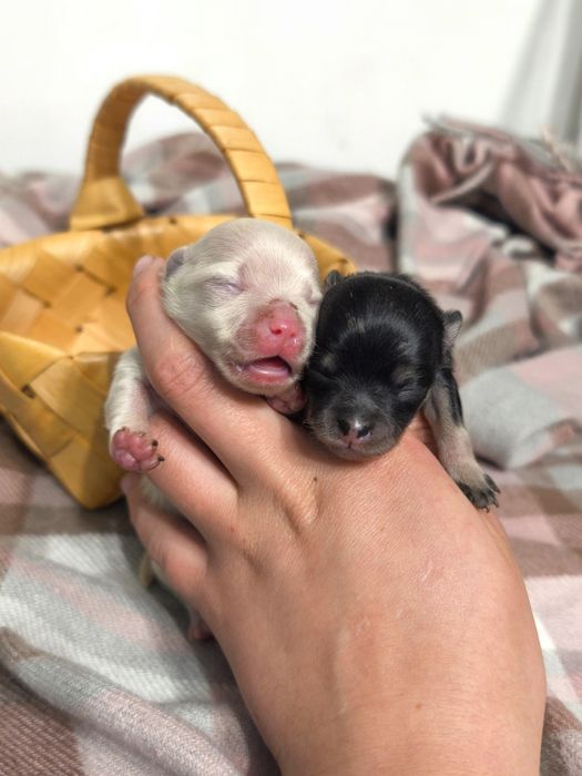 Мини девочки померанский шпиц