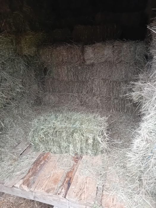 Vând baloți de fân pătrați!