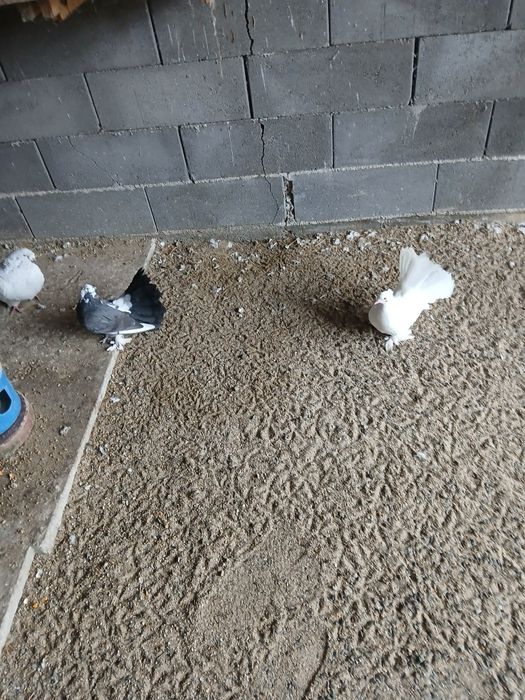 Vand porumbei voltati indieni