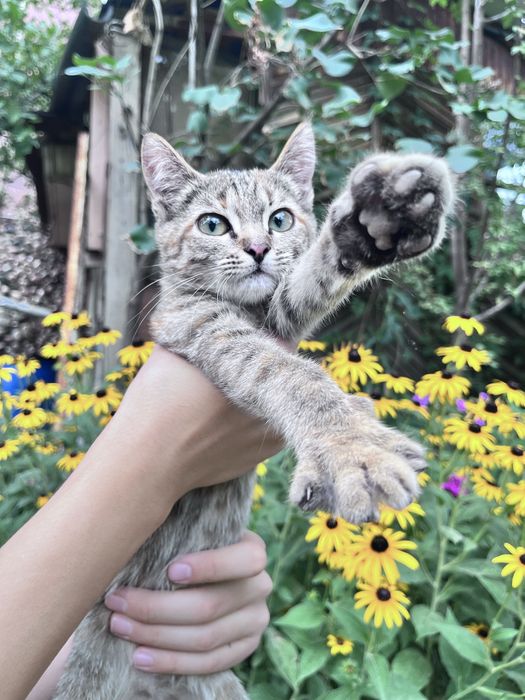 Отдам котенка в добрые руки