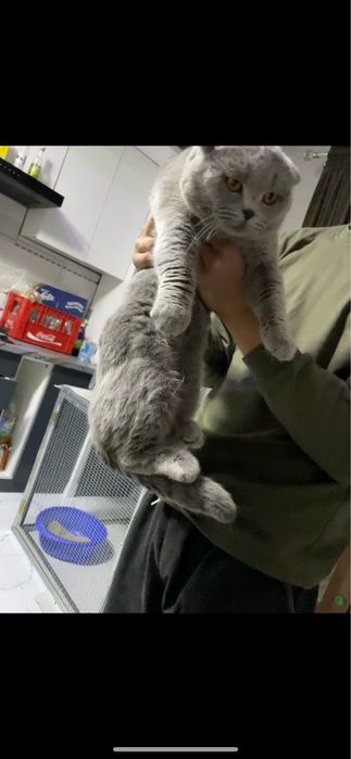 Maks Polvon Sotiladi