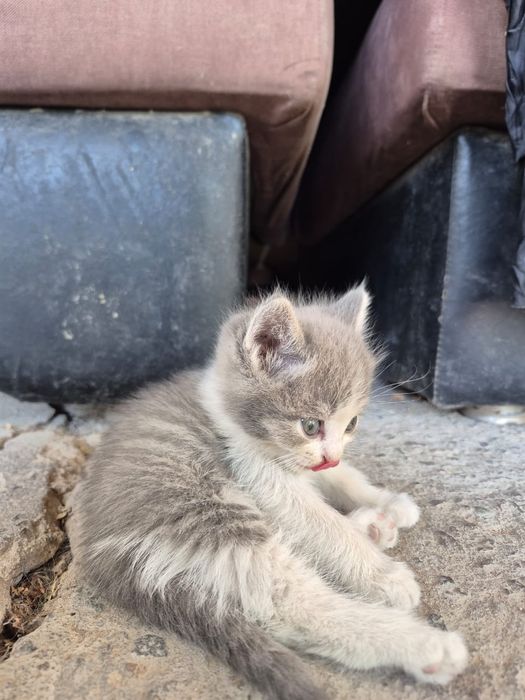 Котята смесь британской