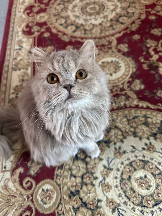 Шотландский Хайленд Фолд