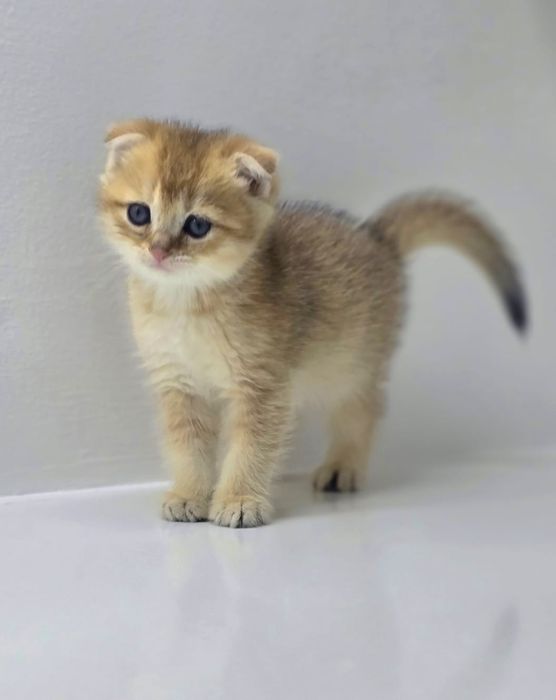 ВисЛоуХий шОтлАндскИй коТик