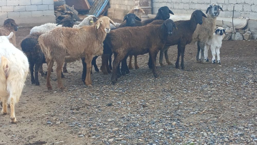 Қой сатылады туркестан қаласы