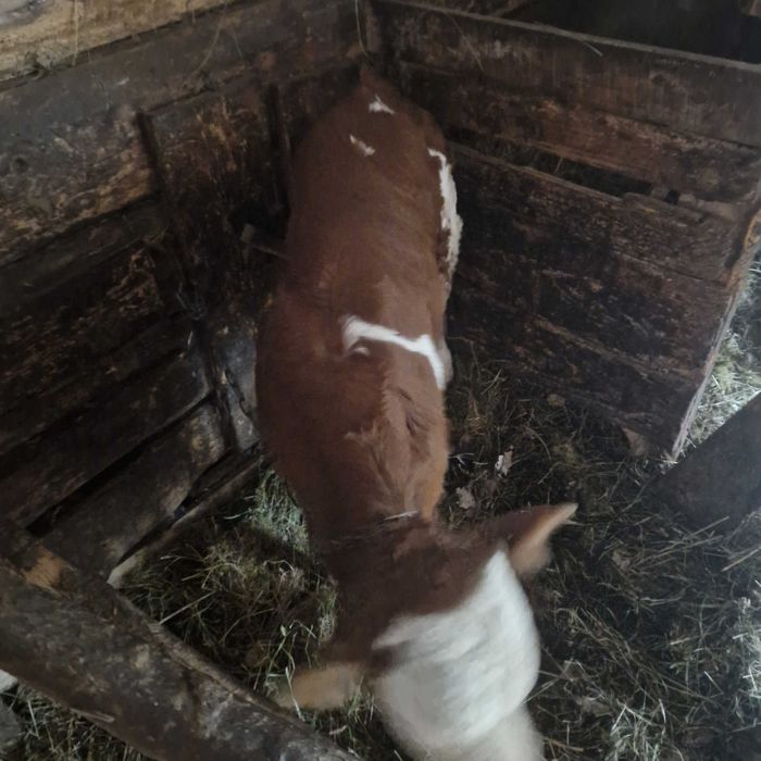 Vand vacă cu vițel