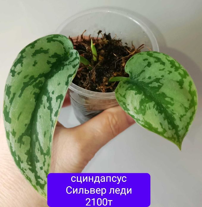 Продам красивый цветок