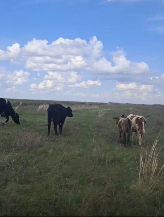 Продаются коровы с телятами.