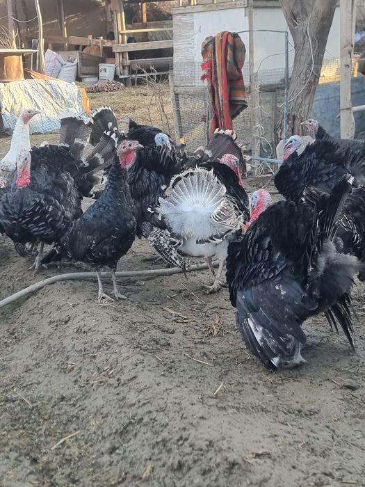 Индюк самец, Курка экрак