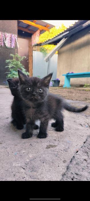 Продам шотландских котят 2 месяцев