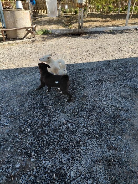 ПРОДАМ отличных щенков