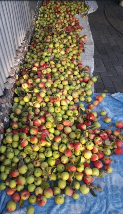 Домашний яблочный уксус