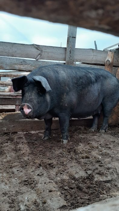 Продаются крупные свиноматки