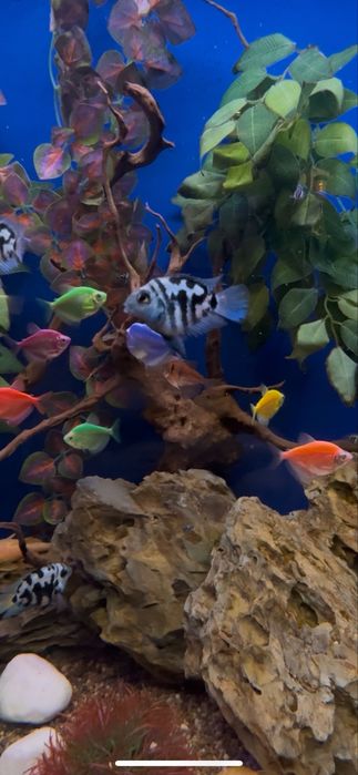 Рыба Попугай тигровый-синий