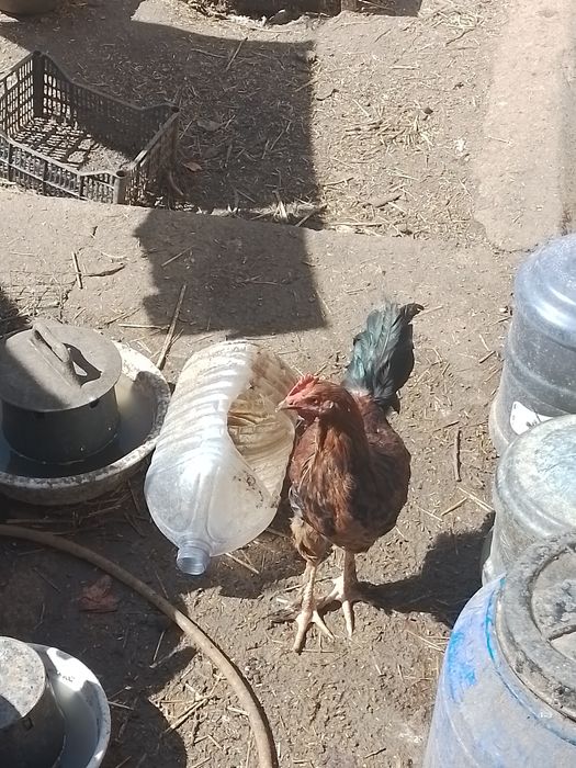 Продаю домашний петушки