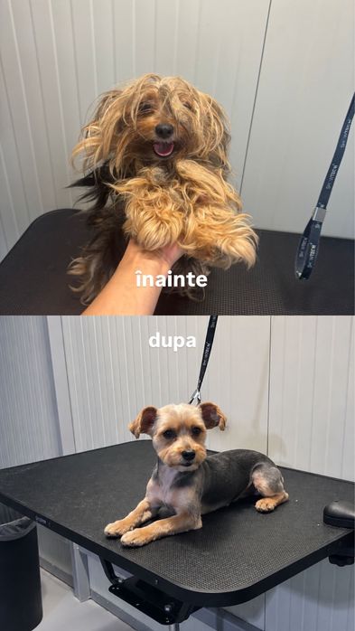Frizerie canina
