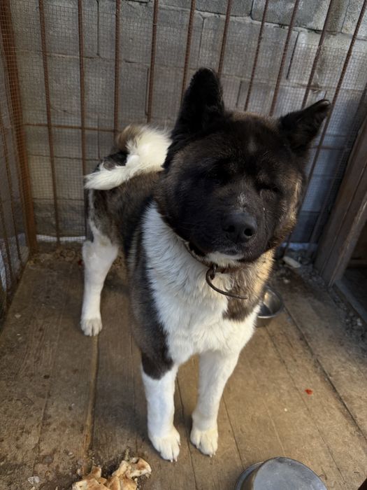 Акита амереканская