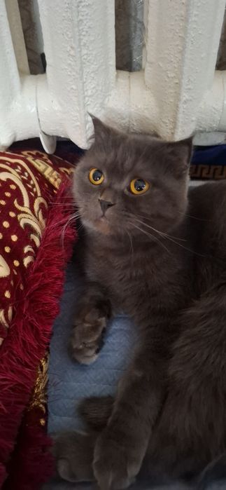 Shotlandiskiy skotsh fold sotiladi