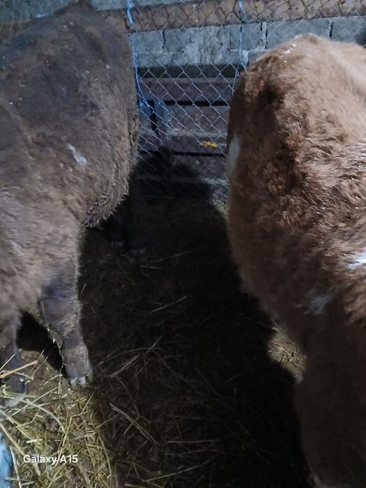 Vand 2 vitei baltati