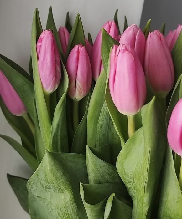 Тюльпаны\Оптом\Алматы