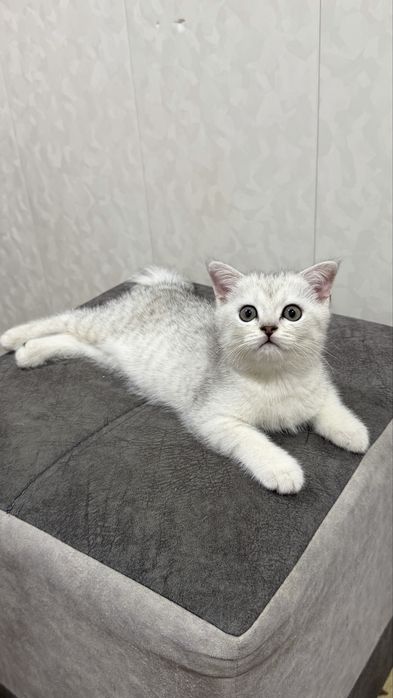 Продаются породисты котята, шиншила