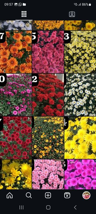 Хризантема мультифлора