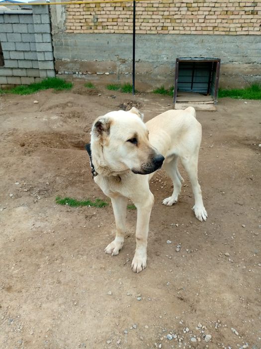 Продаётся собака породы Кангал