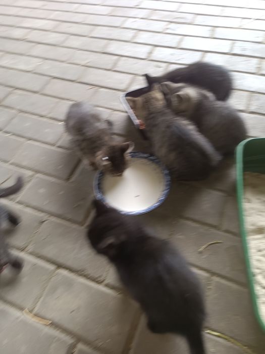 Отдадим котят в хорошие руки