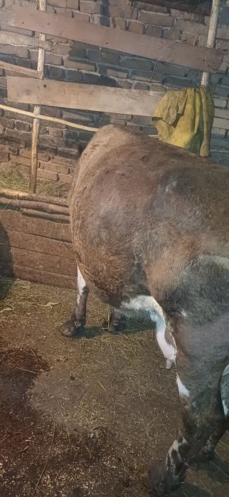 Vand vaca gestanta cu lapte