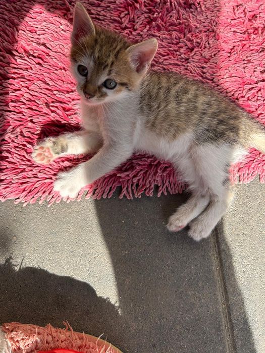 Pisicuțe pentru adopție