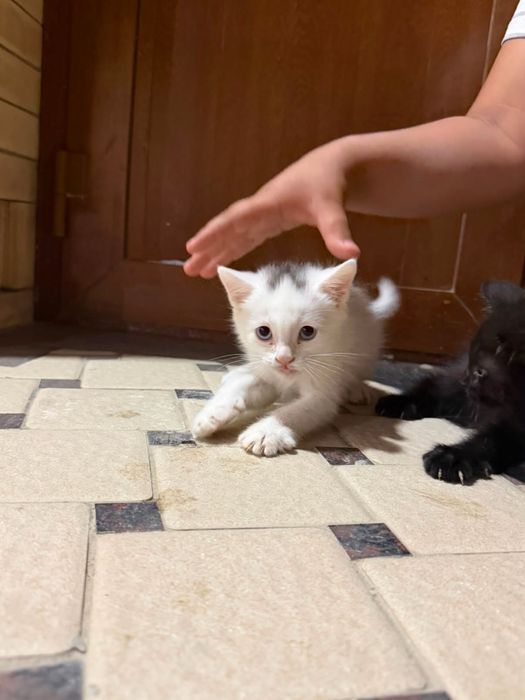 Продаетца котенки