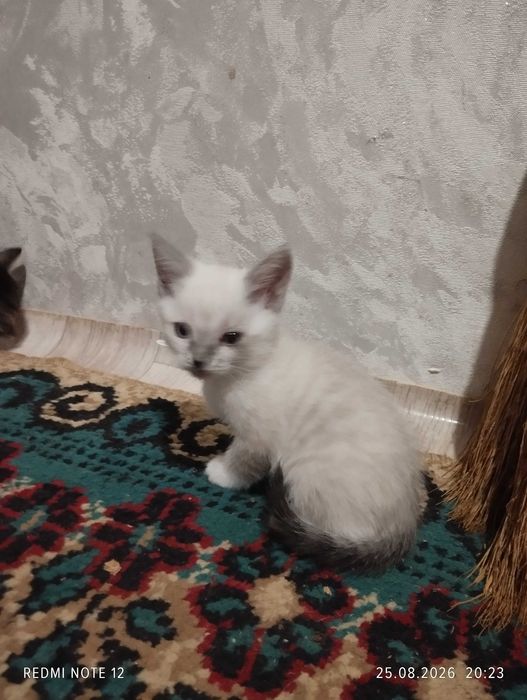 Безумно чудесные котята .
