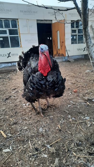 Индюк  Үндік  күрке тауық