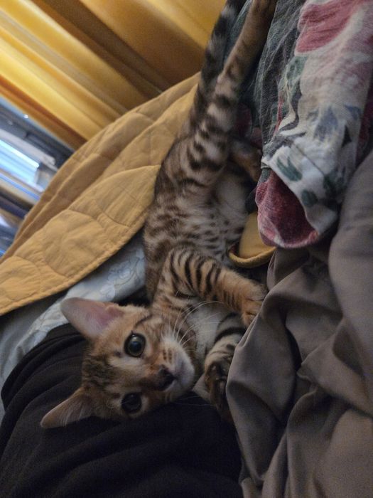 Продам бенгальского кота