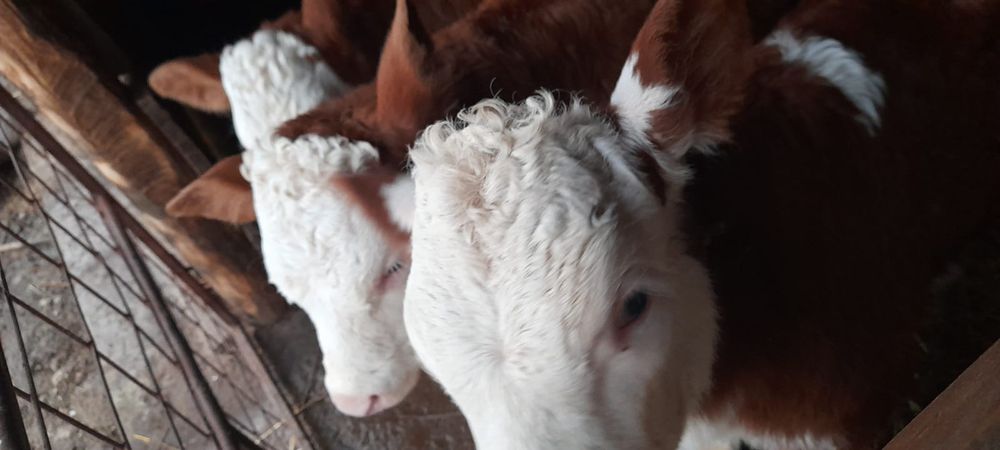 Vând vitei balțați!