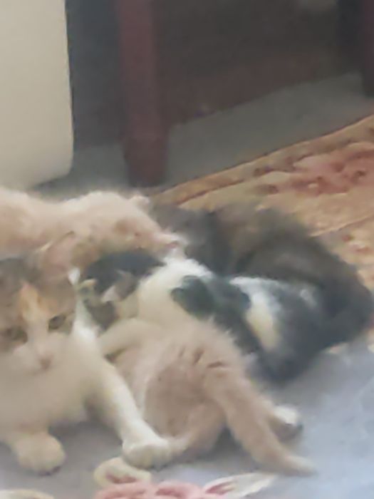 Одам котят в хорошие руки