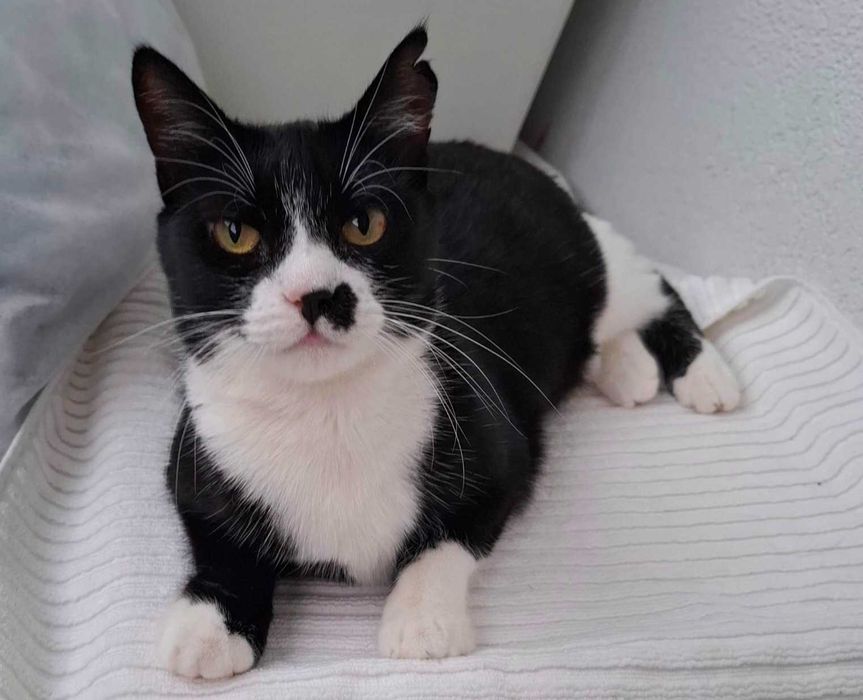 Adoptie pisica castrata neagra