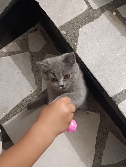 Британски котета